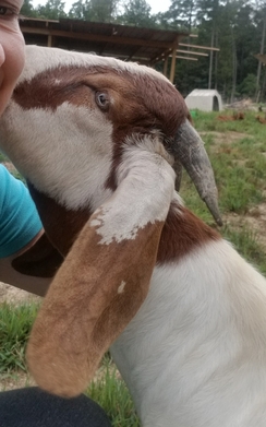 Boer Buckling / Goat, traditional color