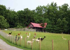 Alpaca Farm Tours