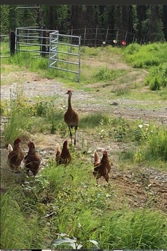Sand Hill Crane hanging with chickens