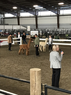 Alpaca shows like our Alpacapalooza are great opportunities to show your alpacas and network with other farms.