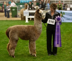 NW Alpaca Showcase - a highlight of the year