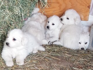 Deposit for a Great Pyrenees Puppy