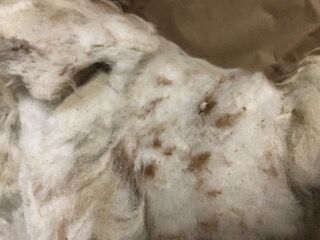 Raw alpaca fiber remembrance