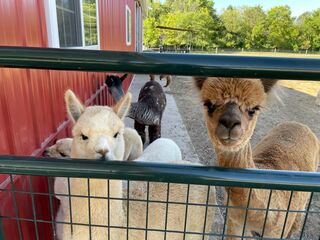 Gold Alpaca Adoption - 6 months