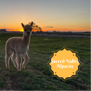 Sacred Valley Alpacas - Logo