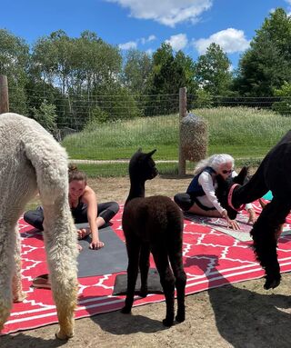 Yoga With Alpaca