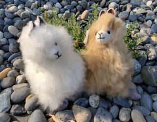 Small alpacas
