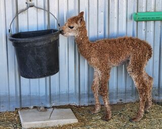 Zinger 1 of 2023 - checking out the water bucket a couple hours after birth.