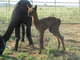 Antero- our first cria born on ranch! 