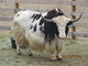 Coalbank Creek Land & Livestock LLC goat farm 'branding'