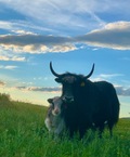 Belted Ranch goat farm 'branding'