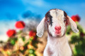 Insight Ranch (GoatCompanions.com) goat farm 'branding'