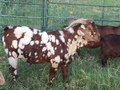 Texas spotted goats goat farm 'branding'