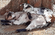 The Lozier Family Kiko Ranch goat farm 'branding'
