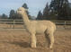 Snow Diamond Perfect Storm-Co owned with Rancho Inca and Two Hearts Alpacas