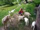 Little Nickelbush Farm goat farm 'branding'