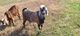 FPMR goat farm 'branding'