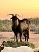 Fire Star Ranch goat farm 'branding'