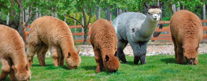 Liberty Alpacas - An alpaca farm in Battle Ground, WA