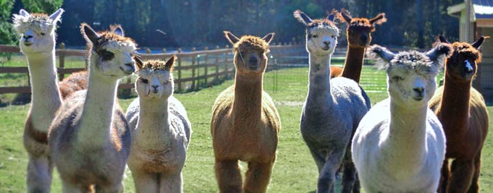 Liberty Alpacas - An alpaca farm in Battle Ground, WA