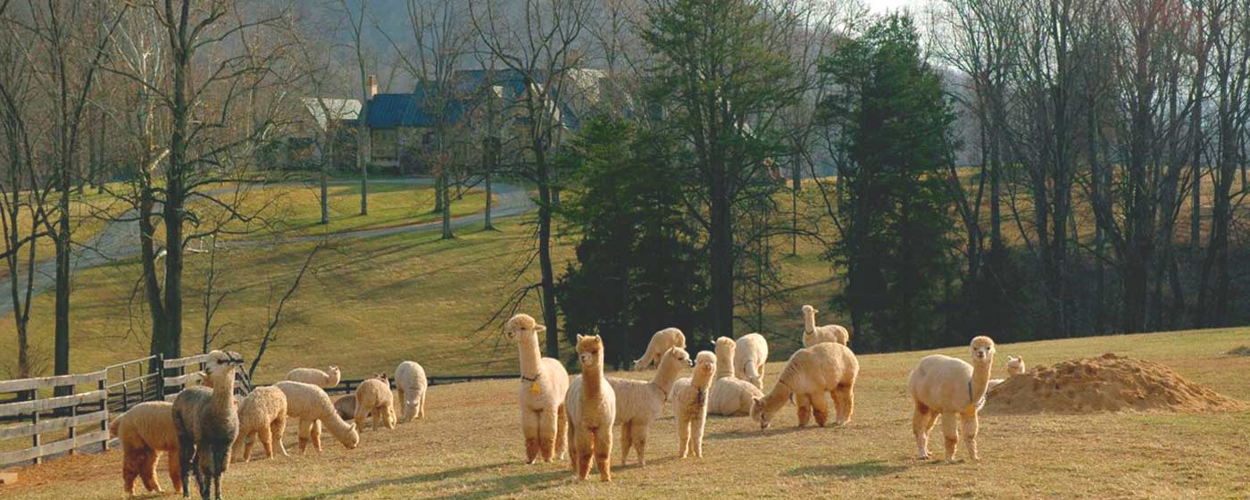 Mary's Alpaca, The Plains, Virginia