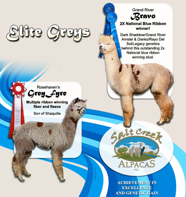 salt creek alpacas - elite grey breeding male alpacas