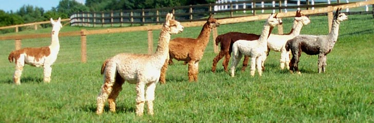 Wild Rose Suri Ranch - An alpaca farm in Maryland