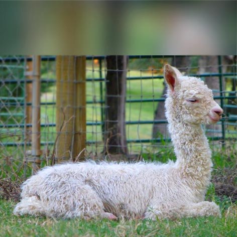 A baby alpaca - the alpaca lifestyle