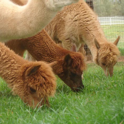 Alpaca breeding for profit
