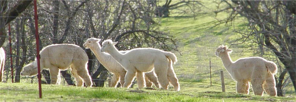 Alpacas on a California alpaca farm
