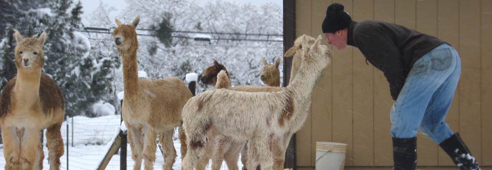 Alpacas are a great livestock investment